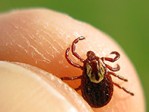 Lyme disease 10 times more common than thought