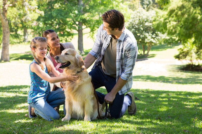 how petting dogs can help metal health