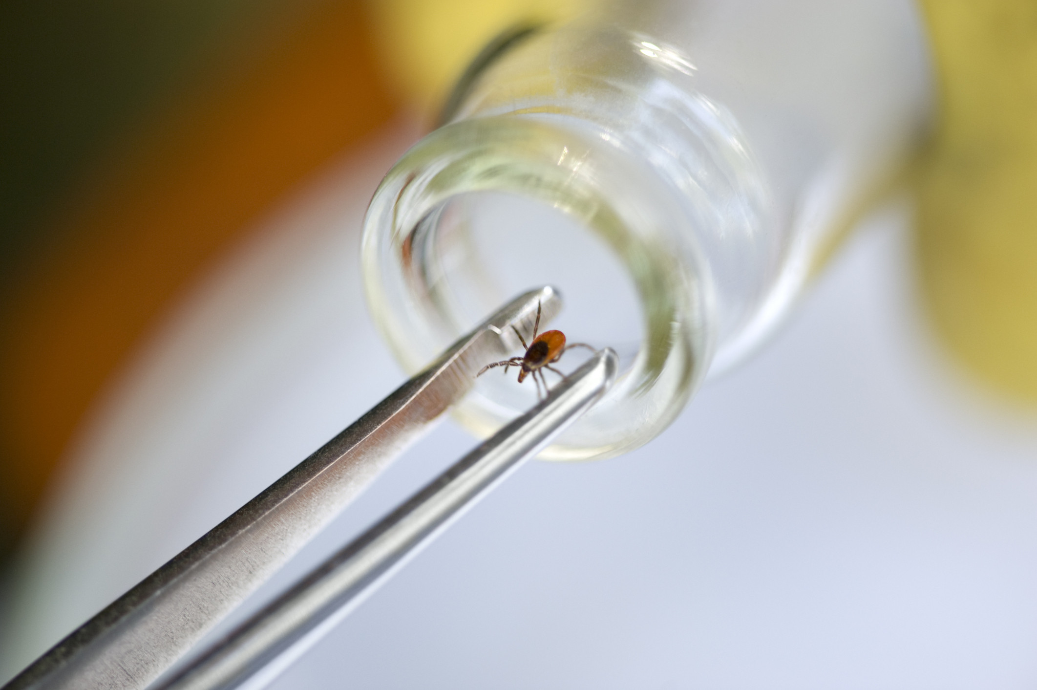 Finding the tick in time could save you from Lyme!