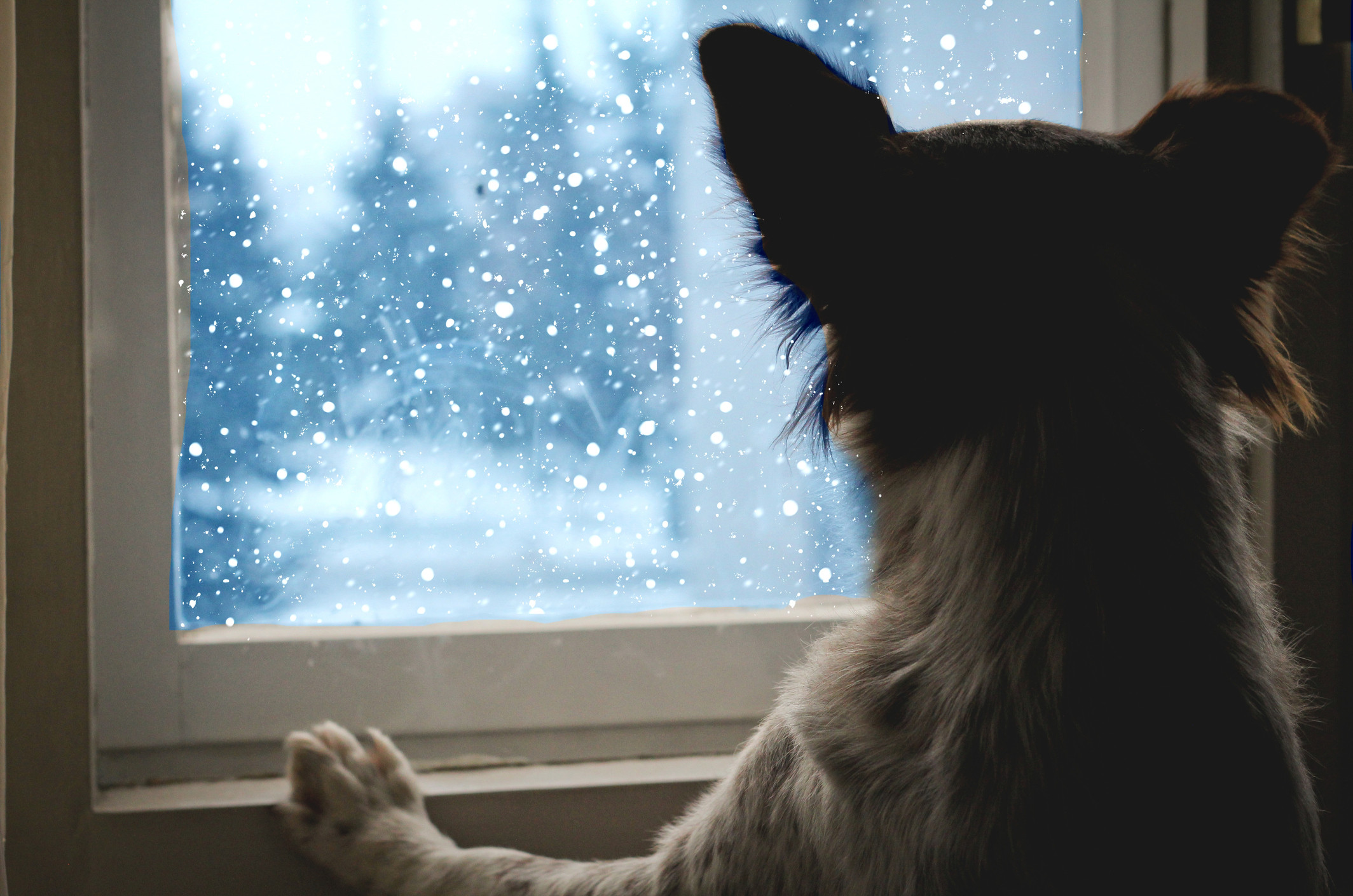 5 Ways To Protect Your Pet's Paws In Cold Weather