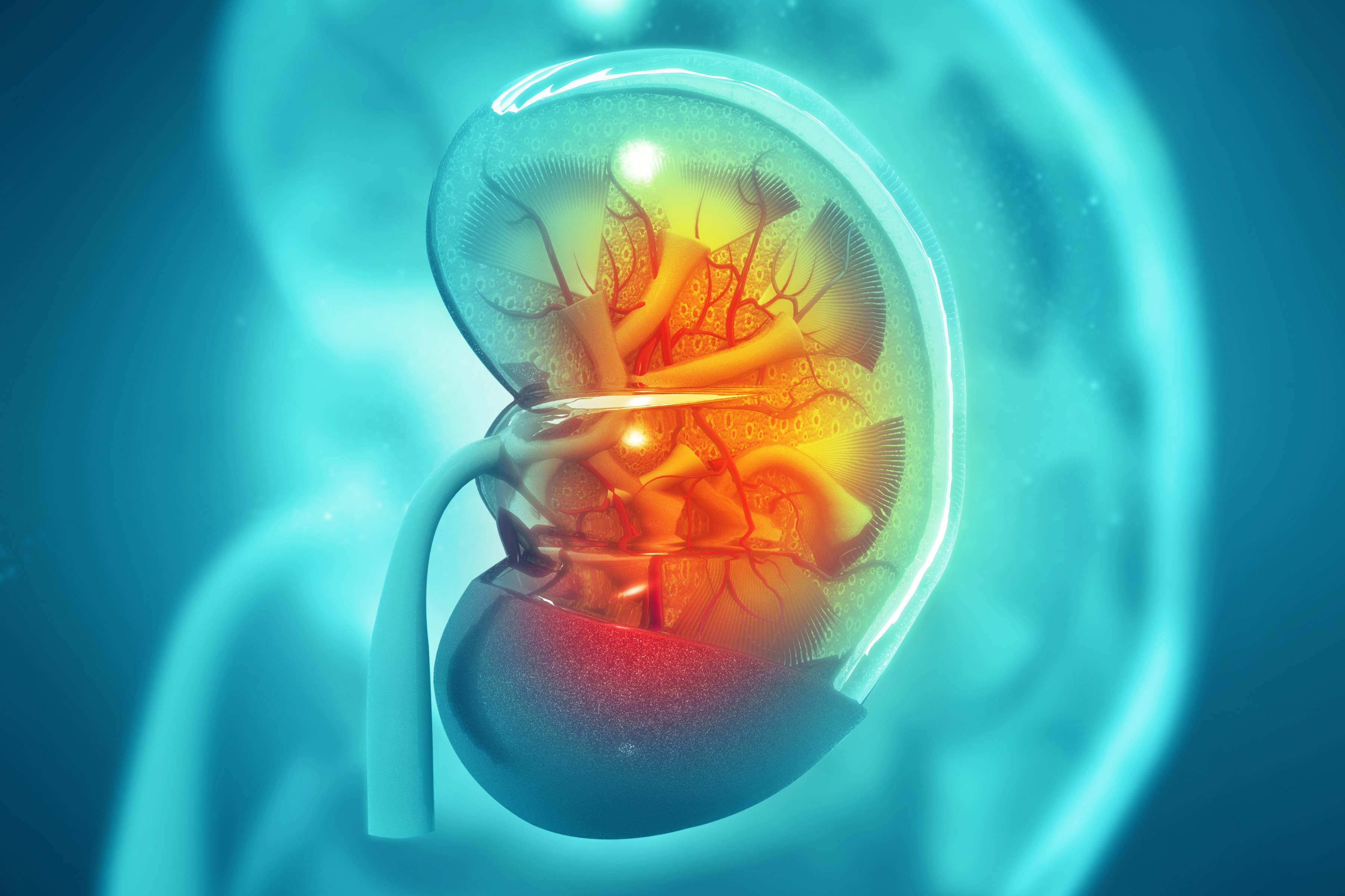 Kidney Pain: Causes, Treatment, and When to See a Healthcare Provider